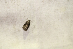 Gymnandrosoma punctidiscanum