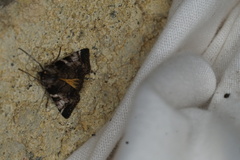 Astrapometis saburalis