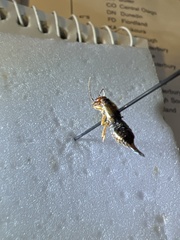 Forficula auricularia