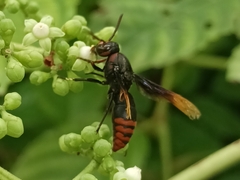 Rhynchium haemorrhoidale