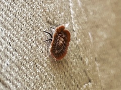 Drosicha