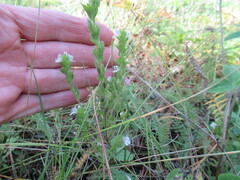 Euphrasia pectinata