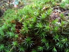 Polytrichum formosum