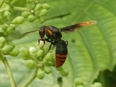 Rhynchium haemorrhoidale