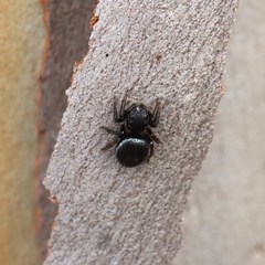 Zenodorus orbiculatus