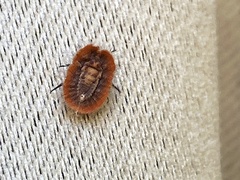Drosicha
