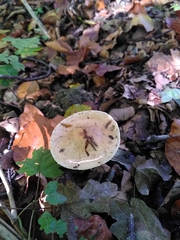 Fungi