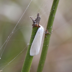 Tipanaea