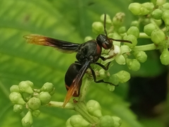 Rhynchium haemorrhoidale