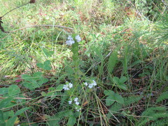 Euphrasia pectinata