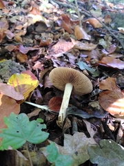 Fungi