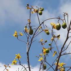 Cochlospermum gillivraei