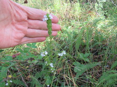 Euphrasia pectinata