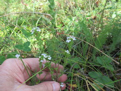 Euphrasia pectinata