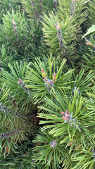 Pinus mugo