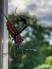 Leptoglossus gonagra