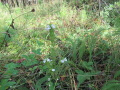 Euphrasia pectinata