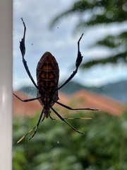 Leptoglossus gonagra