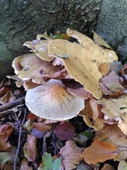 Meripilus giganteus