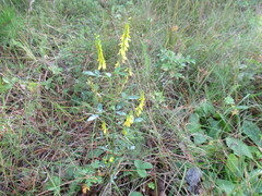 Melilotus suaveolens