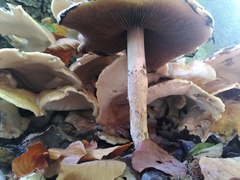 Meripilus giganteus