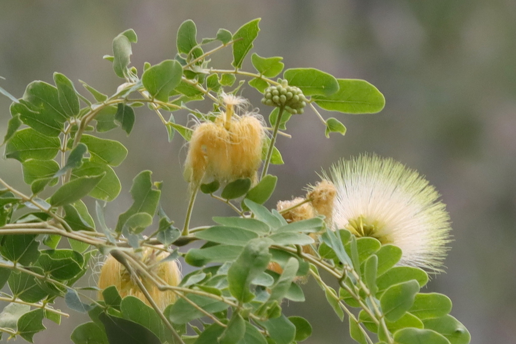 Mimosa, silk trees, falsethorns, and allies from Townsville QLD