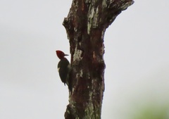 Campephilus robustus