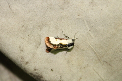 Eudryas unio