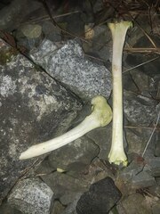 Cervus elaphus