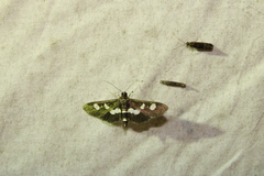 Desmia funeralis