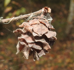 Rabdophaga rosaria