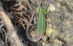Lacerta schreiberi