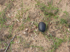 Polyphaga aegyptiaca