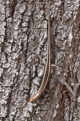 Cryptoblepharus