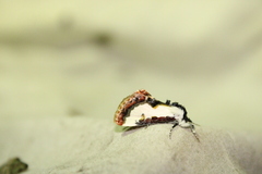Eudryas unio