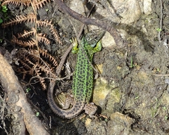 Lacerta schreiberi