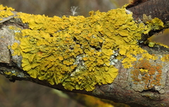 Xanthoria parietina