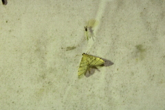 Blepharomastix ranalis
