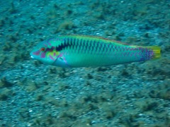 Halichoeres scapularis