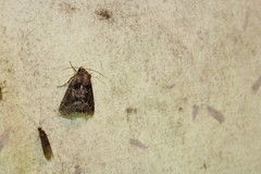 Oligia strigilis