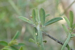 Indigofera priorii
