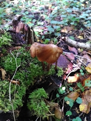 Fungi