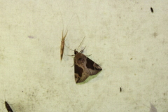 Hypena manalis