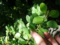 Forestiera