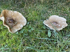 Lepista personata