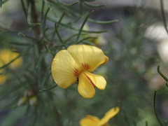 Pultenaea mollis