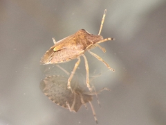 Peribalus strictus vernalis