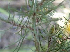 Pultenaea mollis
