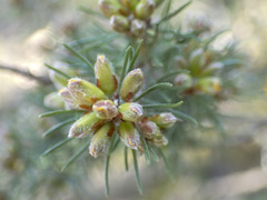 Pultenaea mollis