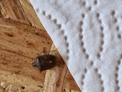 Peribalus strictus vernalis